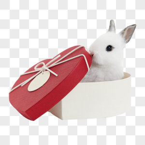爱心礼物盒里的小兔子图片