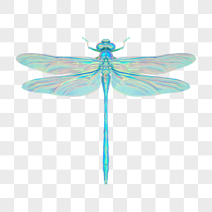 昆虫酸性模型蜻蜓图片