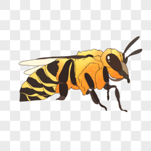 蜜蜂小蜜蜂马蜂高清图片