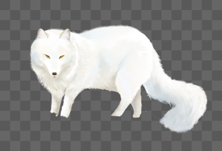 白色狐狸图片