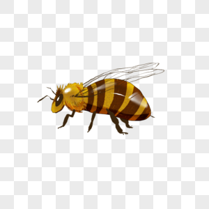 蜜蜂中蜂蜂王素材高清图片