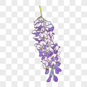 紫藤萝花图片