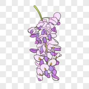 紫藤萝花花朵线描高清图片
