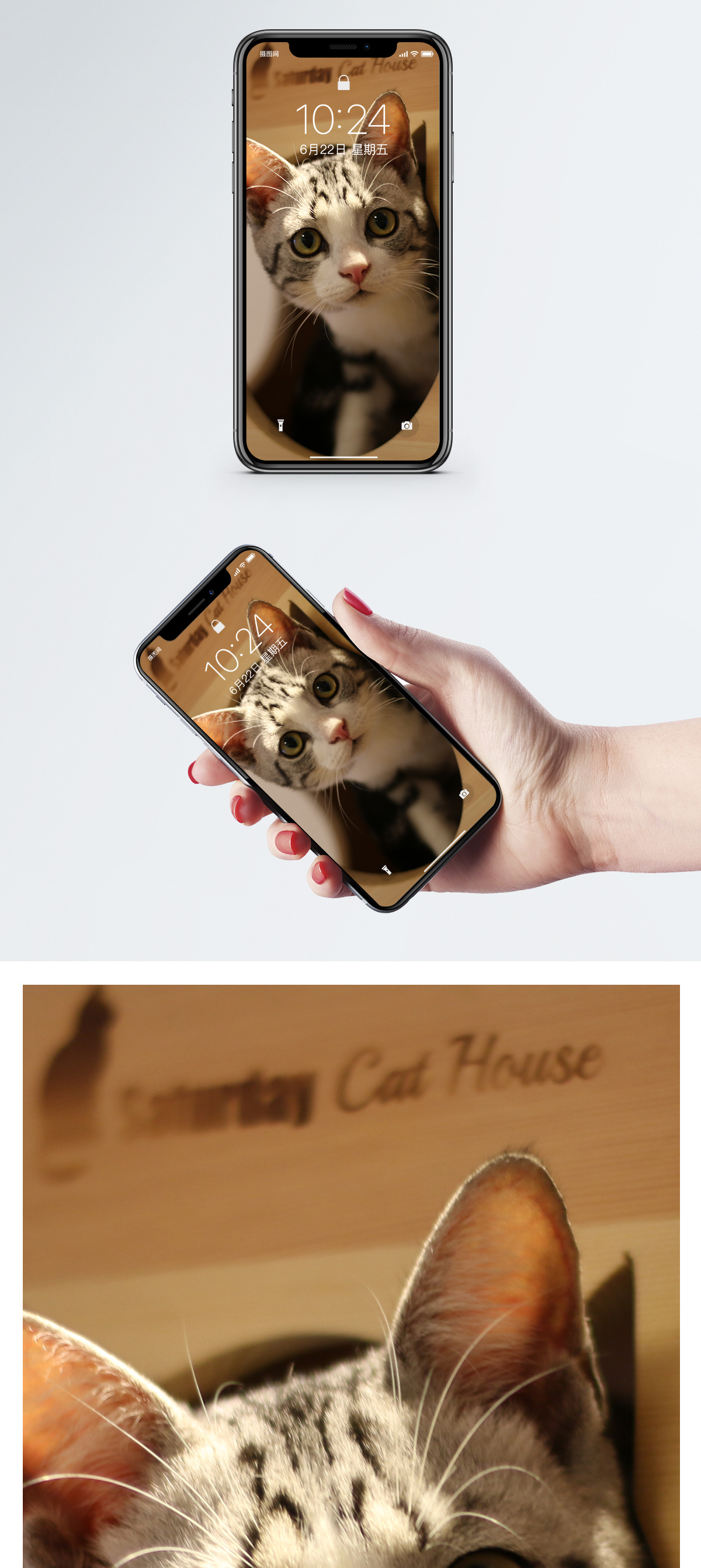 驴屁股动物可爱猫咪手机壁纸模板