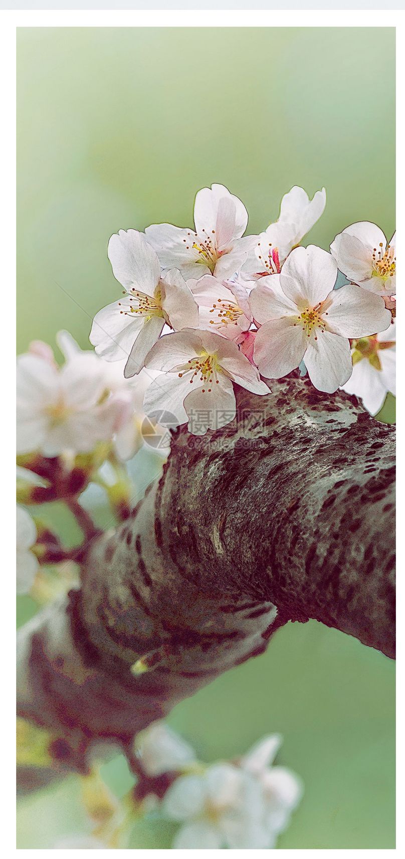 桃花手机壁纸
