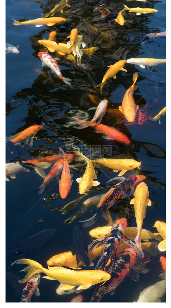 锦鲤鱼手机壁纸