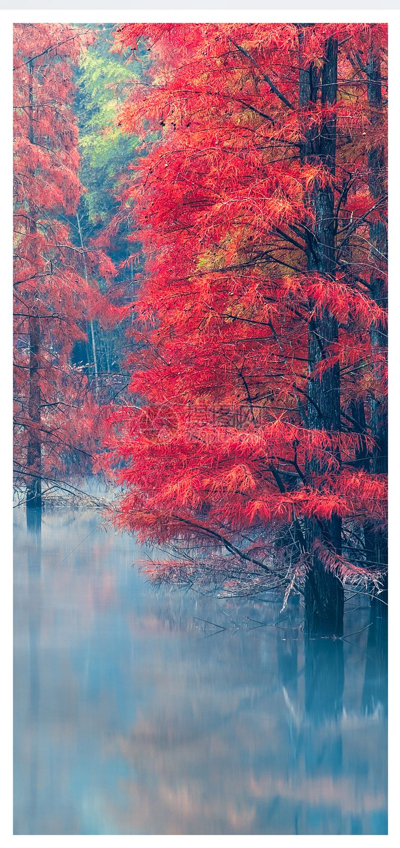 红树林手机壁纸