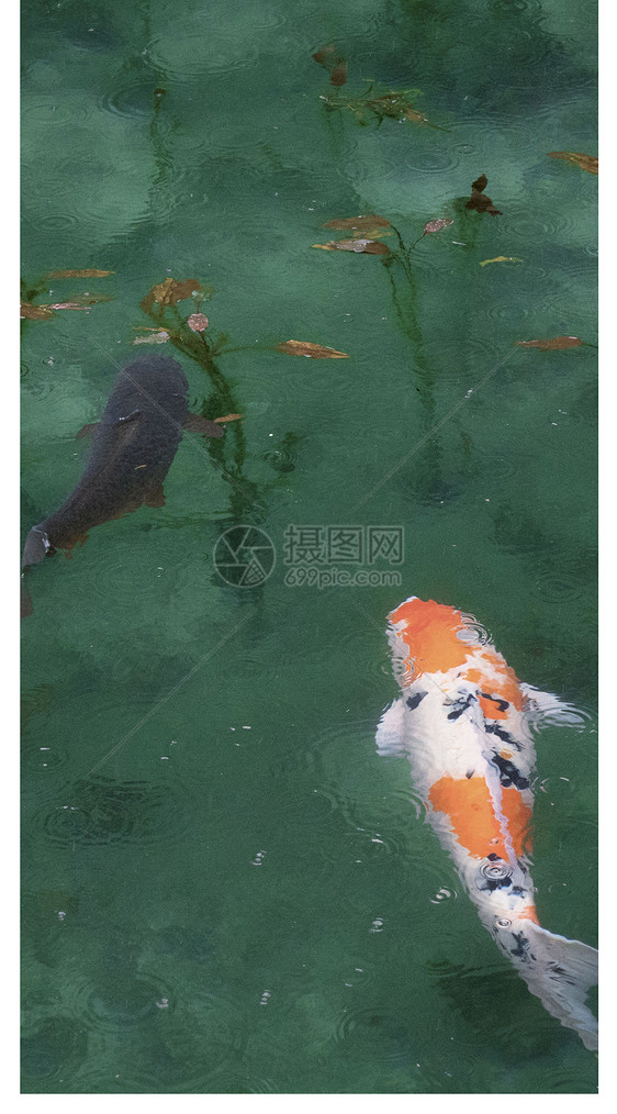 水中的锦鲤手机壁纸