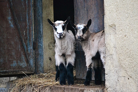 后院门口的羊高清图片