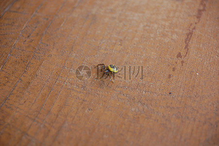 synema 球毛壳菌高清图片