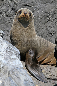 海豹突击队seal图片