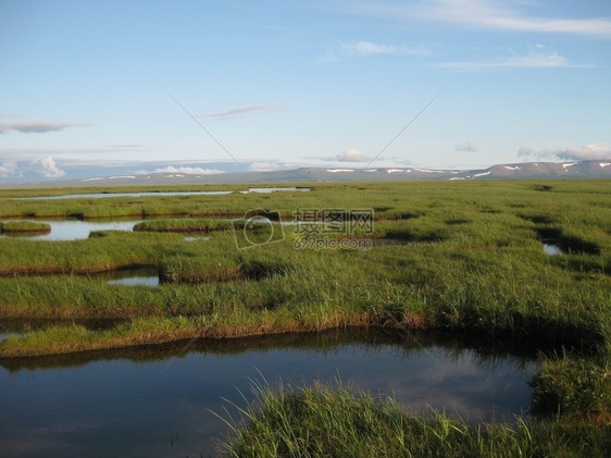 水草丰美的湿地