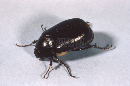 暗蓝异花金龟高清图片