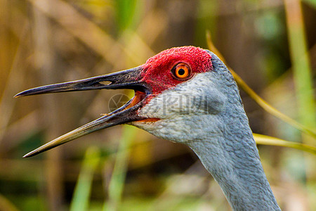 张嘴的鸟儿特写高清图片