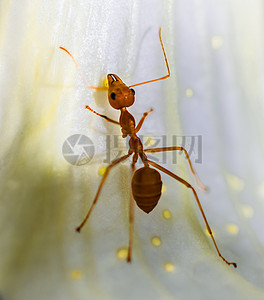 特写镜头下的蚂蚁高清图片