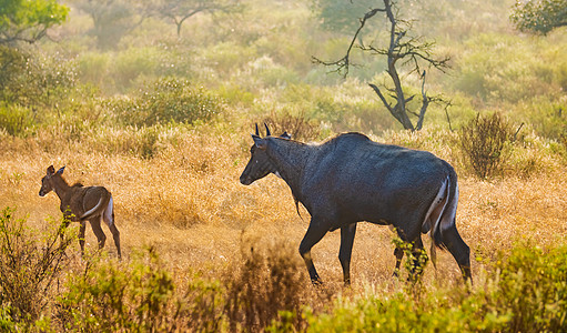 尼尔盖或蓝牛最大的亚洲羚羊,印度次大陆特有的属的唯成员兰瑟博国家公园萨瓦伊马杜尔拉贾斯坦邦印度图片