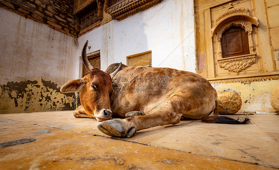 印度街头的奶牛印度宪法规定保护奶牛拉贾斯坦邦,印度图片