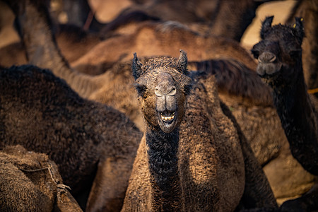 骆驼普什卡博览会,也称为普什卡骆驼博览会或当地,因为卡蒂克梅拉个每年多天的牲畜博览会文化普什卡拉贾斯坦邦,印度图片