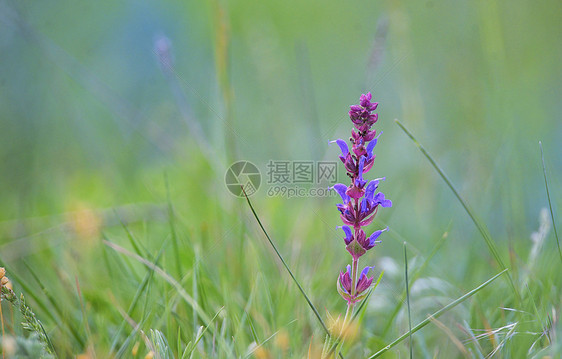 田间的单紫花图片