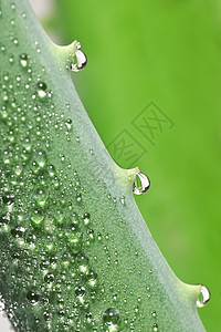 芦荟植物水滴图片