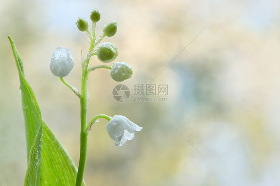 花闻到山谷的百合花,或可能有水滴图片