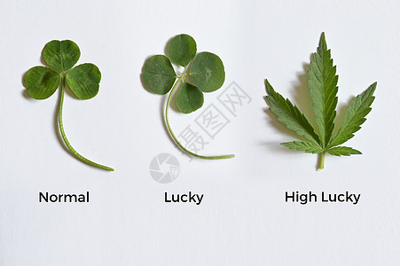 大麻植物图片 大麻植物素材 大麻植物高清图片 摄图网图片下载 大麻植物图片 大麻植物素材 大麻植物高清图片 摄图网图片下载