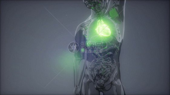 人体心脏发光的科学解剖扫描人体心脏放射学检查图片