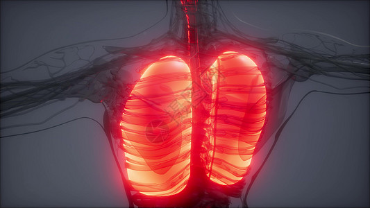 肺部不适人体肺发光的科学解剖扫描人类肺部放射学检查背景