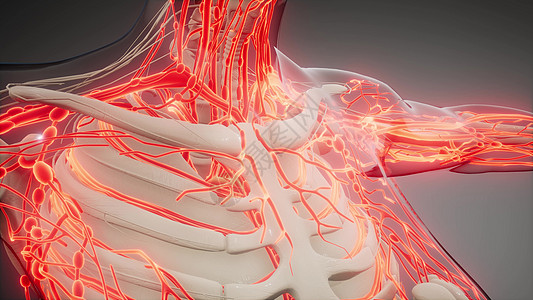 人体血管的科学解剖扫描人体的血管图片