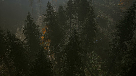 森林雾秋日晨雾8k林秋天早晨薄雾中的8k森林背景