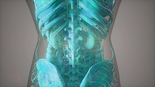 透明身体骨骼系统的完整特写图片