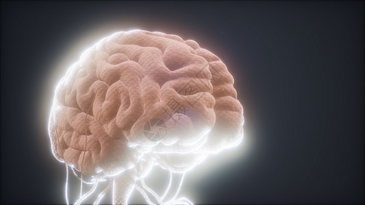 人脑的动画模型图片