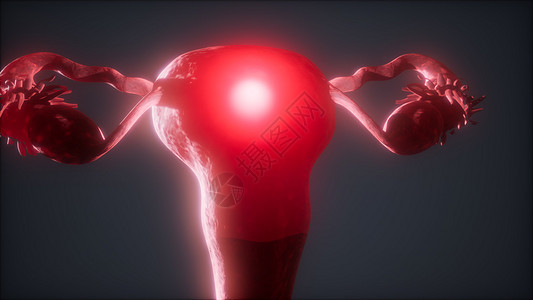 女性生殖系统解剖动画女性生殖系统解剖学图片