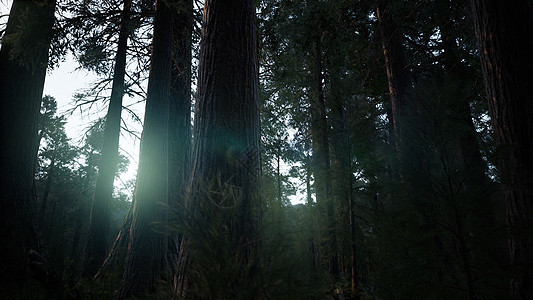 巨大的红杉树夏季红杉国家公园,加利福尼亚州图片