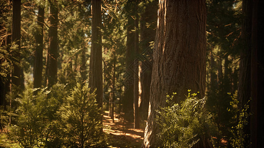 日出开始红杉林过度发育图片