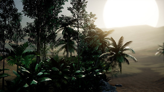可可棕榈树热带景观与烟雾阳光可可棕榈树热带景观图片