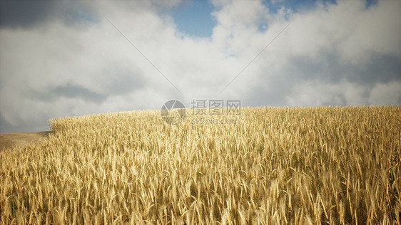 成熟的黄色黑麦田,美丽的夏季日落天空下,有云图片
