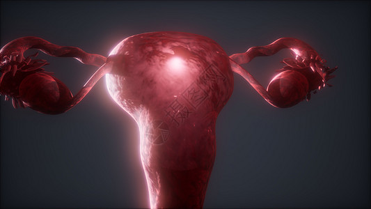 女性生殖系统解剖动画女性生殖系统解剖学图片
