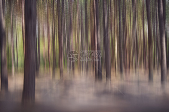 雾状松林抽象背景图片