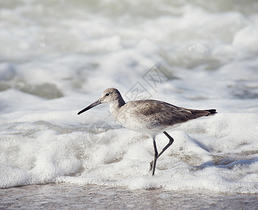 威利常见的岸上鸟水边散步图片