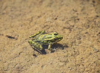 常见的水中绿色青蛙图片