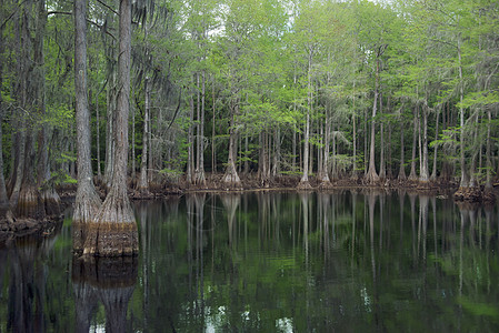 佛罗里达沼泽的柏树有倒影图片