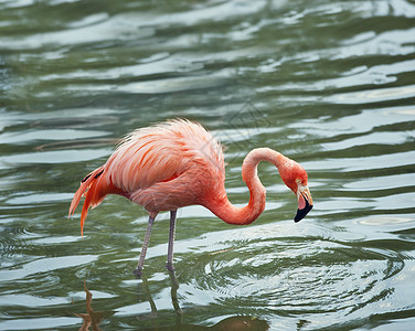 粉红色的火烈鸟水中倒影图片