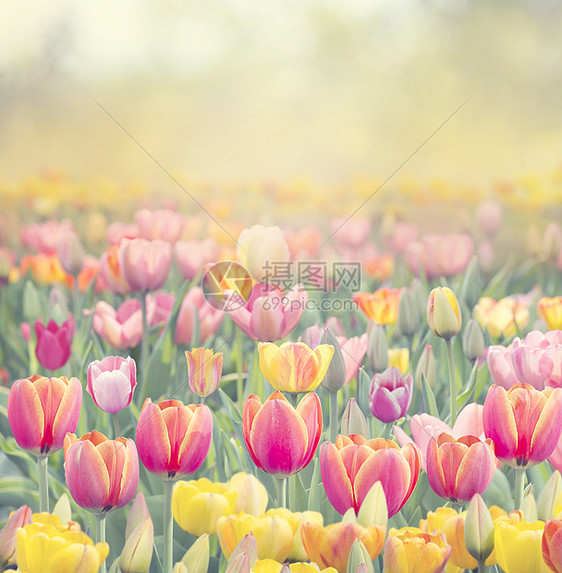 彩色郁金香花为背景图片