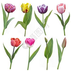 五颜六色的郁金香花排白色的背景上图片