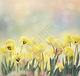 花园里的黄色郁金香花图片