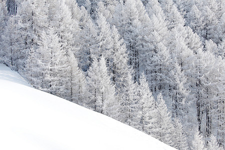 冬季景观与雪山森林覆盖的树木冬季景观与森林图片