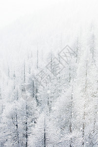 冬季景观与雪山森林覆盖的树木冬季景观与森林图片