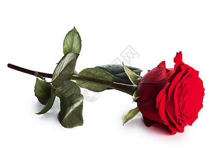 朵红玫瑰被隔离白色背景的节日浪漫礼物上白色的红玫瑰图片
