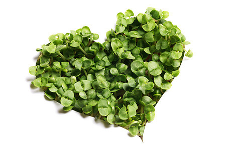 发芽的绿色植物生长白色背景上心形发芽绿色植物的心图片